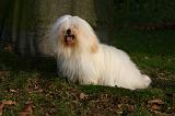 COTON DE TULEAR 015